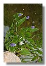 Lirio de Agua
